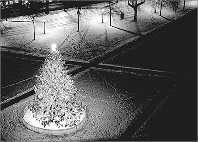 Tree at Night (Glossy White) 